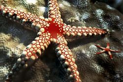 Comores islands, starfish, composing>little starfish, Nik... by Manfred Bail 